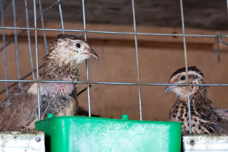 quails in cages at the poultry farmの写真素材