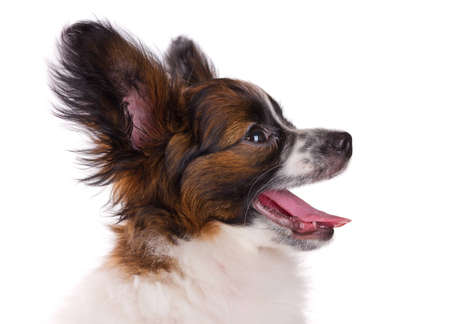 Puppy of breed papillon on a white backgroundの写真素材