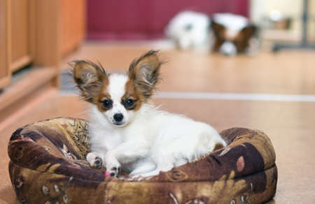 Papillon puppy. In  background of an adult dog