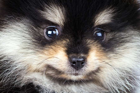Closeup of a Pomeranian puppyの写真素材