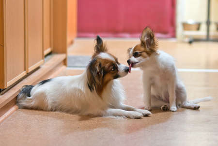 Papillon puppy licks in the adult dog's noseの写真素材
