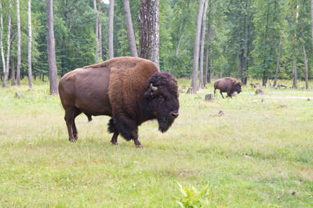 Bison in the wild outdoors