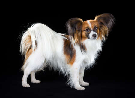 Dog breed Papillon on a black backgroundの写真素材