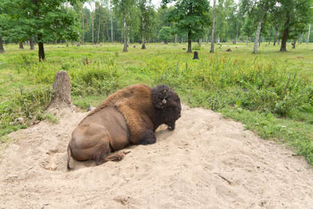 Bison lying in the sandの写真素材