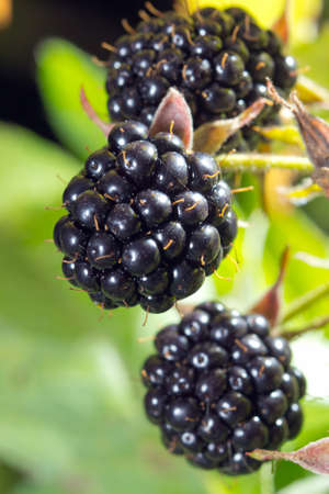 Close-up of ripe blackberries bunch