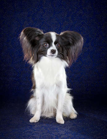 Papillon dog breed on dark blue backgroundの写真素材