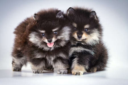 Two little fluffy Pomeranian puppies on a gray background の写真素材