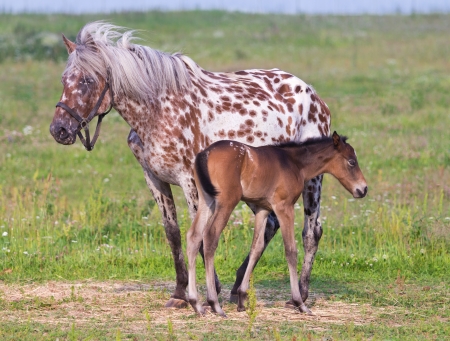 Horse and foal graze in a fieldの写真素材