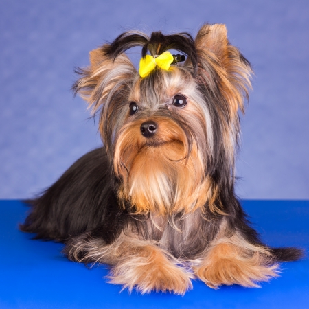Young Yorkshire Terrier on a blue backgroundの写真素材