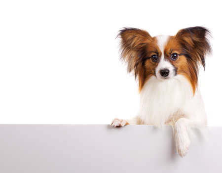 Dog of breed papillon isolated on a white backgroundの写真素材