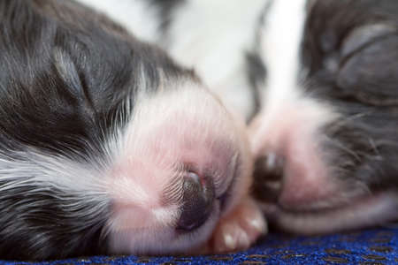Newborn puppies Papillon on a close upの写真素材