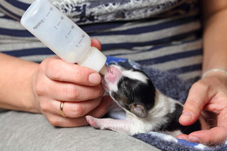Little puppy breed Papillon fed of baby bottleの写真素材