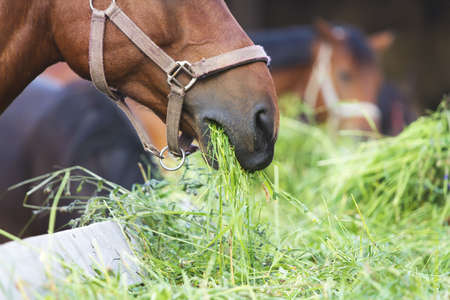 close up horse eating hay の写真素材