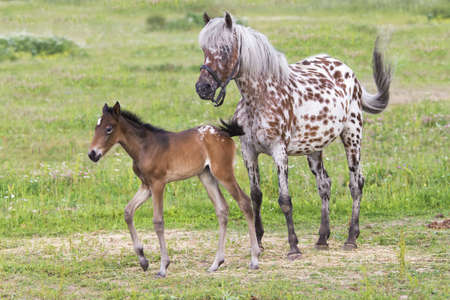 Foal with a dapple-white horse on a summer pastureの写真素材