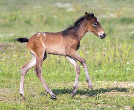 Small (one week) colt running on meadowの写真素材