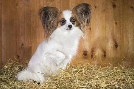 Papillon dog sitting on a straw on a background of wooden boards
