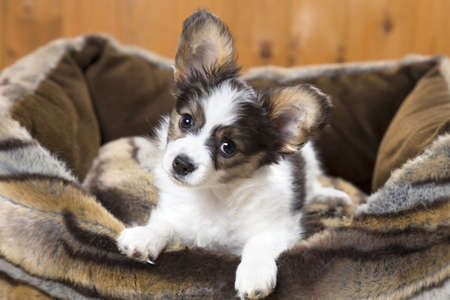 Papillon Puppy in bed on wooden backgroundの写真素材