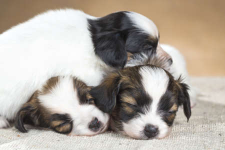 three little Papillon puppy sleeping on each other