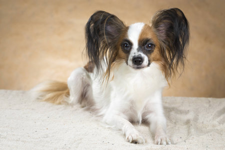 Portrait of dog breeds Papillon on a beige backgroundの写真素材