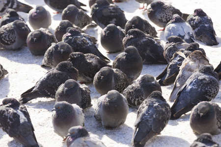 group of pigeons sitting on the snowの写真素材