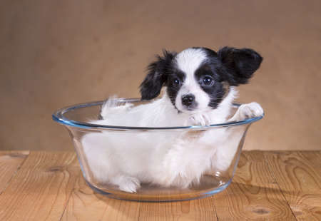 portrait of a cute little puppy Papillonの写真素材