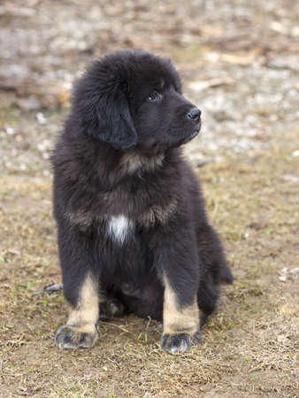 Cute black puppy Tibetan Mastiff sitting on groundの写真素材