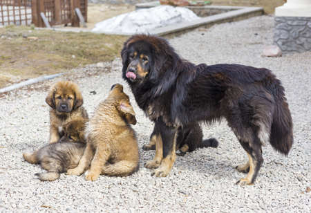 Dog breed Tibetan Mastiff with her puppiesの写真素材