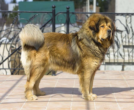 Portrait of a beautiful dog breed Tibetan Mastiffの写真素材