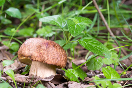 Porcini Mushroom in natural enviromentの写真素材