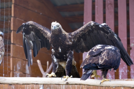 Imperial Eagle aka Aquila Heliaca in Zoo