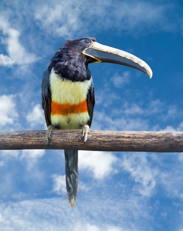 Black-necked Aracari against blue sky with cloudsの写真素材