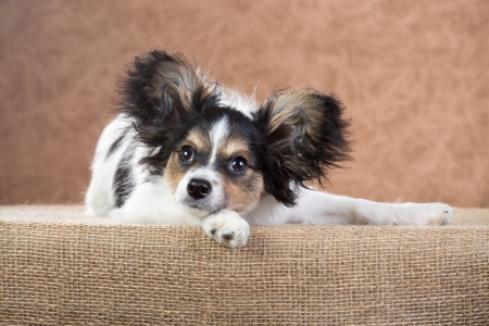 The four-month puppy Papillon on an abstract backgroundの写真素材