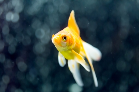 Ryukin Goldfish aka Carassius auratusbの写真素材