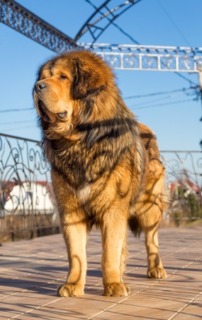 Portrait dog breed Tibetan Mastiff on a sunny dayの写真素材