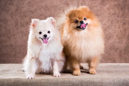 Portrait two Pomeranian dog on a abstract background  の写真素材