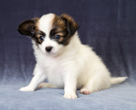 Studio portrait of a one month puppy Papillonの写真素材