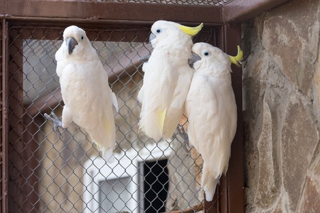 Three Sulphur-crested Cockatoo (Cacatua galerita) in zooの写真素材