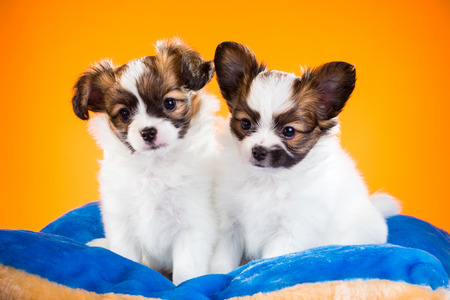 Two cute Papillon puppies age of one and a half months on a orange backgroundの写真素材