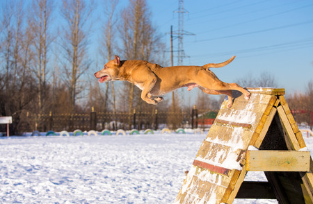 Dog breed American Pit Bull Terrier jumps over an obstacleの写真素材