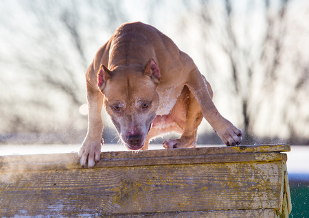 Dog breed American Pit Bull Terrier jumps over an obstacleの写真素材