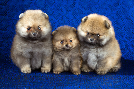 Portrait of a three Pomeranian puppies age of 1,5 month over blue backgroundの写真素材