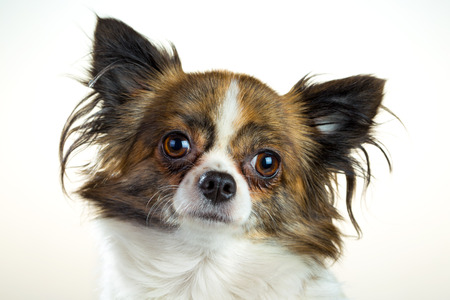 Portrait of a dog breed Chihuahua on a white backgroundの写真素材