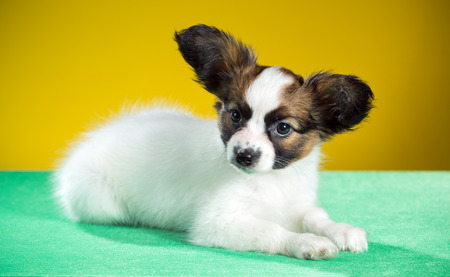 Studio portrait of a cute puppy papillon on a yellow backgroundの写真素材
