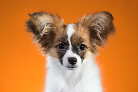Portrait Papillon puppy age of four months on an orange backgroundの写真素材
