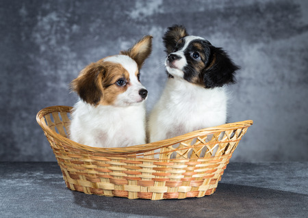 Two funny Papillon puppy sitting in a basketの写真素材