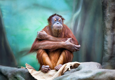 Female orangutan portrait in zoo. (Pongo pygmaeus)の写真素材