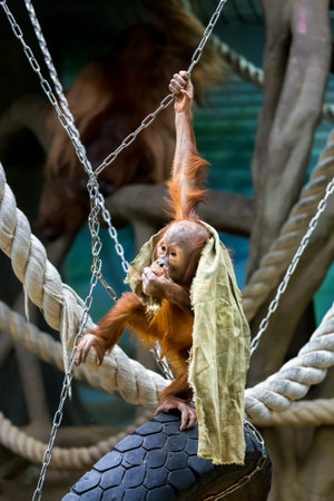 Playful young Bornean orangutan at the zooの写真素材