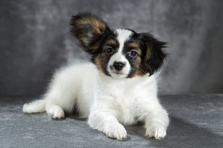 Portrait of a Papillon puppy on a gray backgroundの写真素材