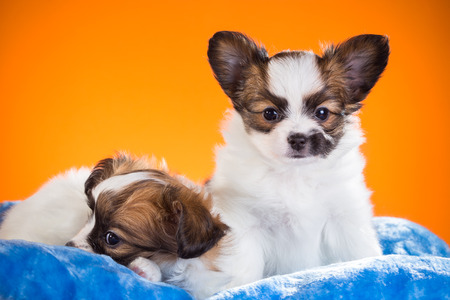 Two cute Papillon puppies age of one and a half months on a orange backgroundの写真素材