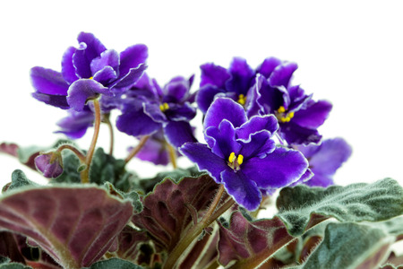 Flowers of African Violet (Saintpaulia) close-up